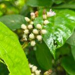 Cyrtocymura scorpioides Flor