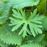 Geranium carolinianum Лист