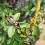Myrsine africana Mbuma