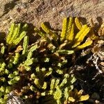 Lycopodium alpinum Feuille