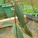 Bulbophyllum maximum পাতা