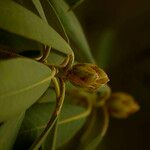 Rhododendron sikangense Otro