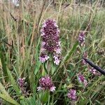 Thymus pulegioidesFlower