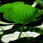 Nymphaea odorata Leaf