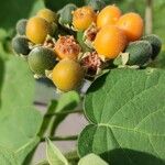 Solanum abutiloides Fruit