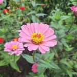 Zinnia peruvianaLorea