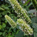 Agastache rugosa Flors