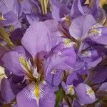 Iris unguicularis 花