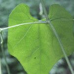 Cyclanthera carthagenensis Leaf