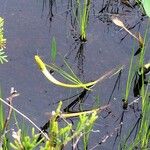 Orontium aquaticum Habit