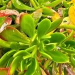 Sedum praealtum Συνήθη χαρακτηριστικά