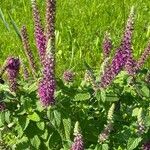 Teucrium hircanicum Flower