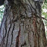 Alnus cordata Rusca