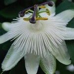 Passiflora foetida Žiedas