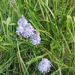 Hyacinthoides italica Flower