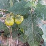 Solanum carolinenseFruit