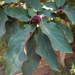 Clerodendrum quadriloculare Hoja
