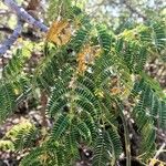 Albizia harveyi Hàbitat