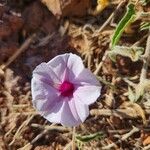 Ipomoea mombassana Flower