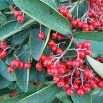 Cotoneaster coriaceus 果