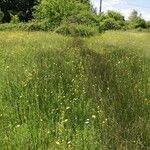Anacamptis laxiflora Flor