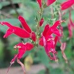 Salvia elegans 花
