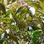 Miconia xalapensis List