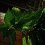 Aglaonema commutatumഇല