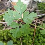 Geranium robertianum Blad