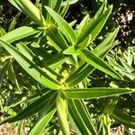 Veronica salicifolia Lehti