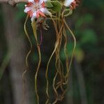 Strophanthus eminii Blüte