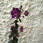Angelonia biflora 花