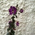 Angelonia biflora Blomst