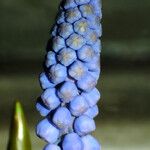 Muscari botryoides Flor