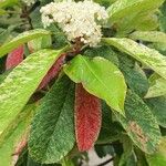 Photinia serratifolia Lapas