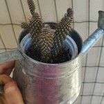 Cylindropuntia fulgida Folha