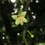 Guatteria amplifolia 花