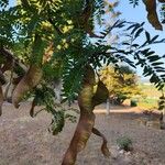 Albizia lebbeck Blad