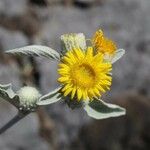 Inula aschersoniana