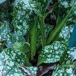 Pulmonaria officinalis Blad