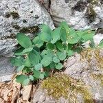 Polygonatum odoratumFolio