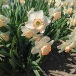 Narcissus poeticus Kwiat