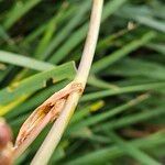 Libertia chilensis Bark