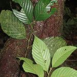 Ticodendron incognitum Hoja