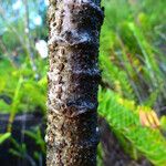 Boehmeria penduliflora Corteccia