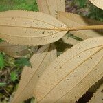 Miconia xalapensis Blad