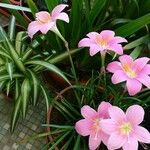 Zephyranthes roseaKvět