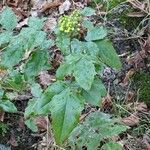 Mahonia aquifolium Folla