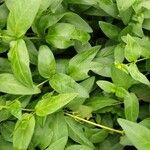 Vinca herbacea List