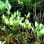 Menyanthes trifoliata Habit